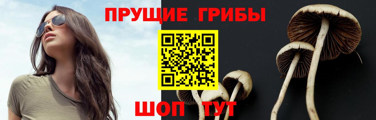 Галлюциногенные грибы Psilocybe Вичуга